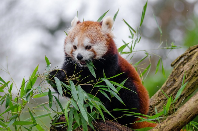 十二生肖明暗犯月大全 十二生肖犯月旺月份口诀