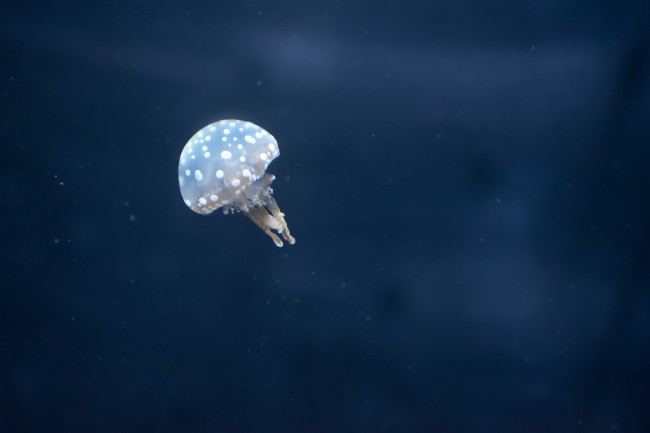 一枝独秀 在职场中没这些星座不行