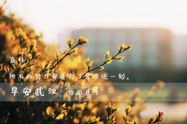 不显露锋芒 只在背后默默努力的生肖