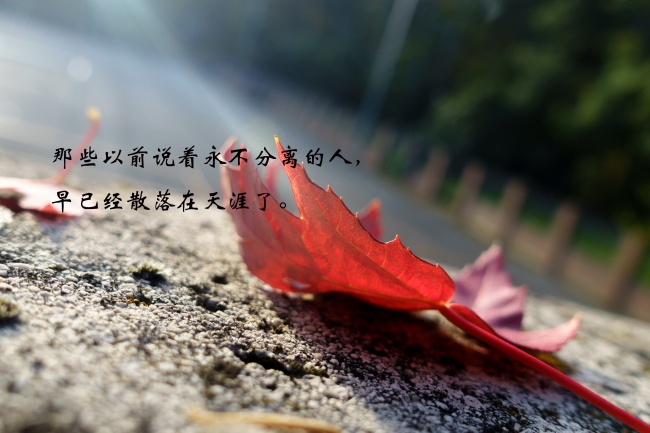念旧 会因旧情感伤一辈子的生肖