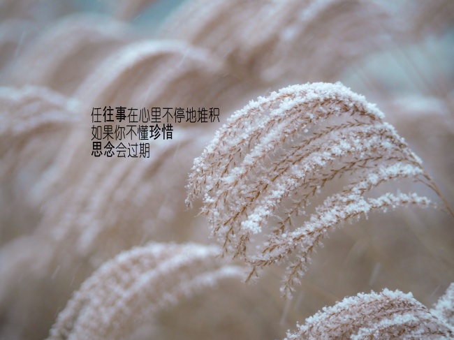 会因为别人太强而各种使绊子的星座