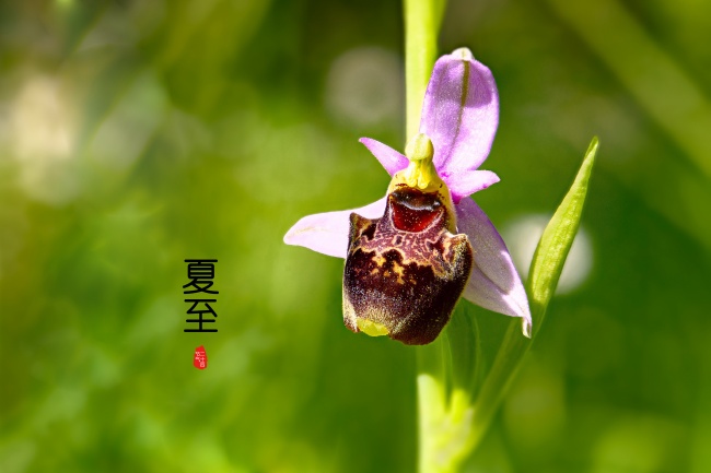 2022年虎宝宝乳名 可爱小名