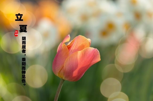 属猴男与属猪女婚配解析 婚姻怎么样