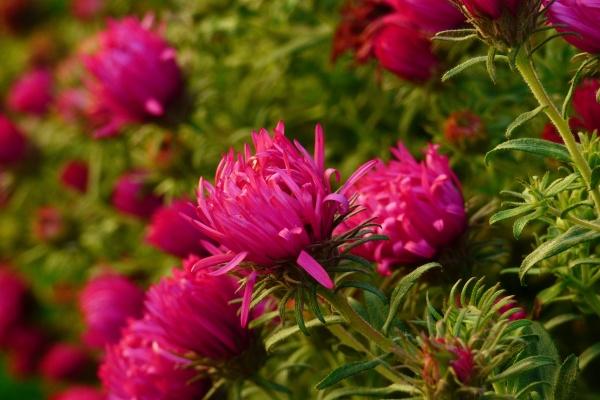 [今日运势]属牛运势