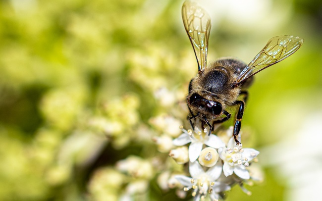2023属兔本命年佩戴什么最好 驱太岁 带好运