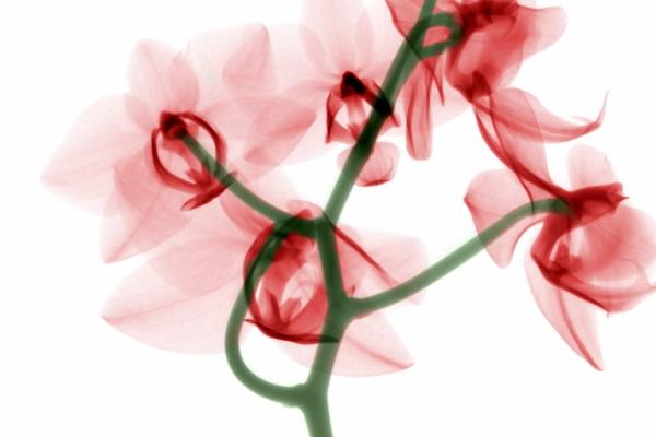 男虎和女鼠其实非常配  互相倾慕感情长久
