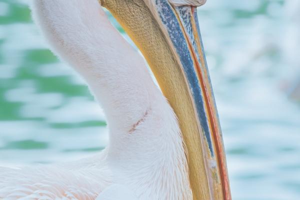 属牛人2023年穿什么颜色衣服,属牛的幸运颜色