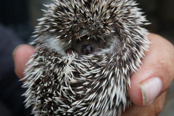 一生最有福气的生肖 儿女孝顺衣食无忧