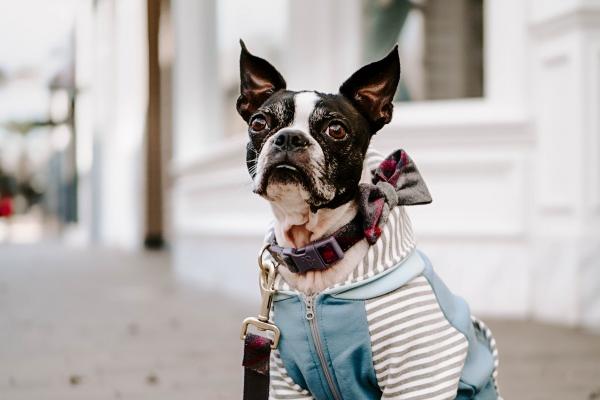 有“富婆命”的三大生肖女 一辈子与钱财结缘