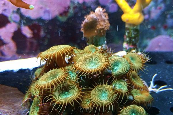 99女兔正缘什么时候出现 婚姻运势怎么样