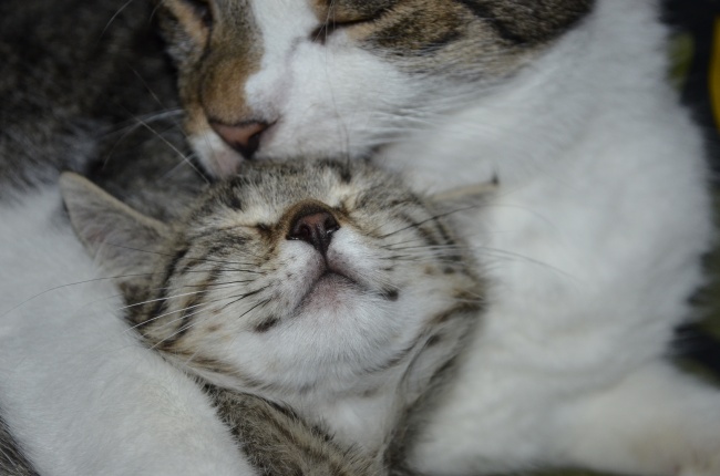 2023年最旺的生肖猪，属猪人今年有哪些好事降临