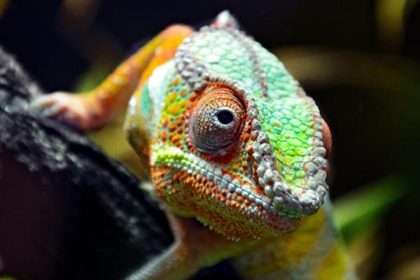 2023年狮子座运势最好的时候，什么时候最幸运