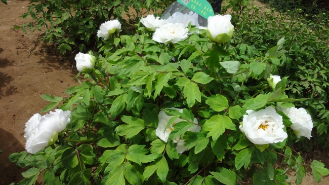 属马人一生的吉祥物 佩戴什么比较吉利呢