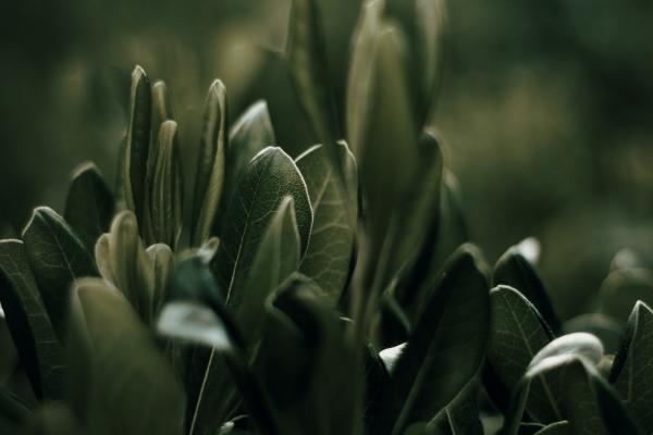 运势最旺的三大生肖 吉星照耀好运连连