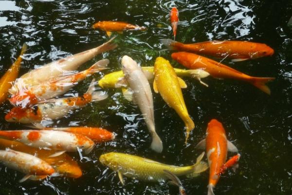 2023年属龙招财颜色是什么 红色大吉大利