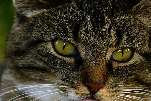 属龙的人2023年的幸运色是什么 忌讳什么颜色