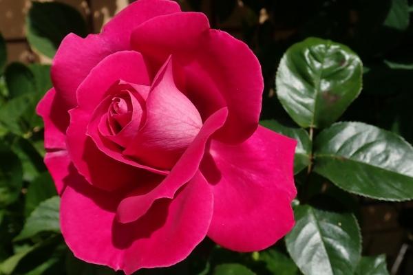 2023年男人根本玩不过的生肖女 有着一种让人难以摆脱的魔力