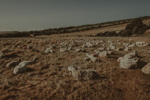 属马和属龙女结婚好不好 龙和马在一起有财运吗