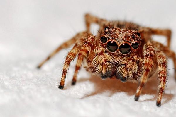 属兔的哪年出生 属兔人出生年份大全