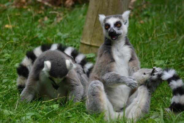 2023年哪些属相不太好 谁的运势比较差