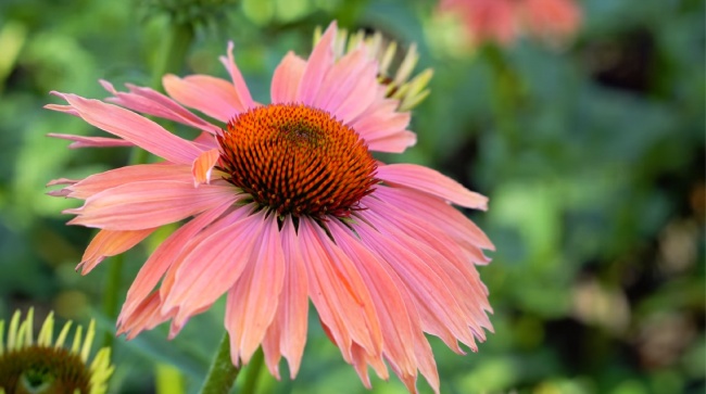 2023年让男人神魂颠倒的生肖女 生性开朗且聪明漂亮