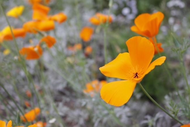 属蛇和属猴合不合 婚姻相配吗