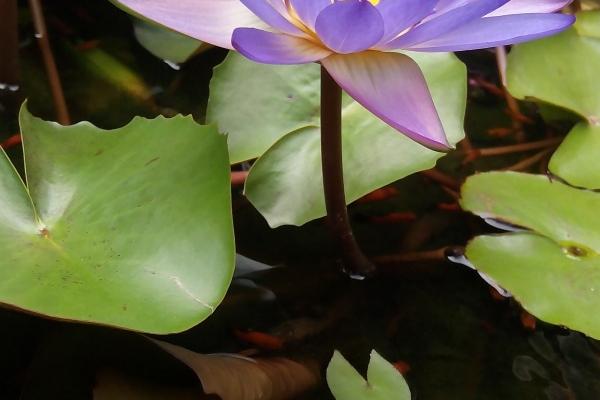 属兔叫什么名字最好女孩 诗意满满名字大全