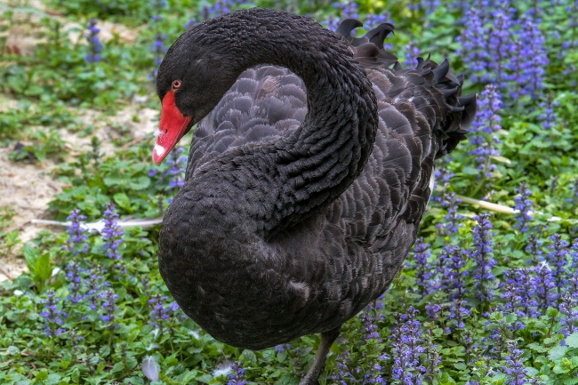 属兔哪天出生最有出息 几日出生命最好