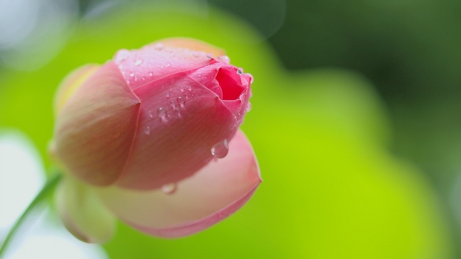 第一运程 2023年6月2日十二生肖运势解析