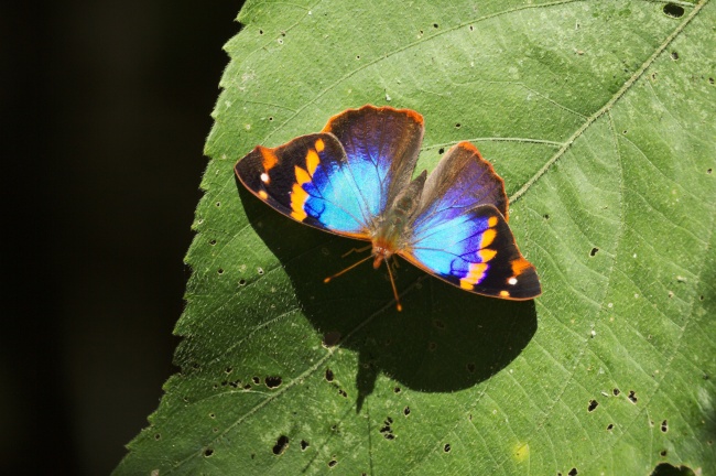 属兔哪年出生的 兔宝宝整体运势分析