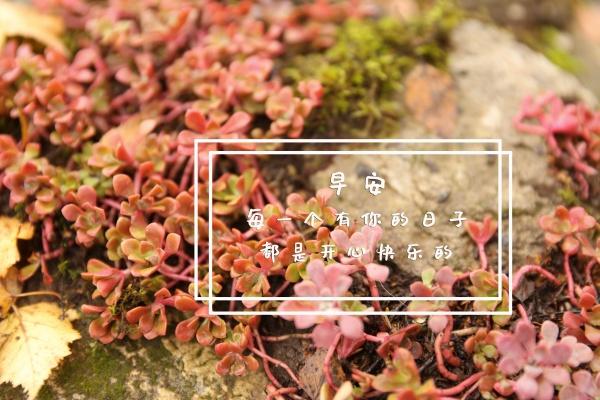 属兔二月二出生好不好 各方面运势旺盛