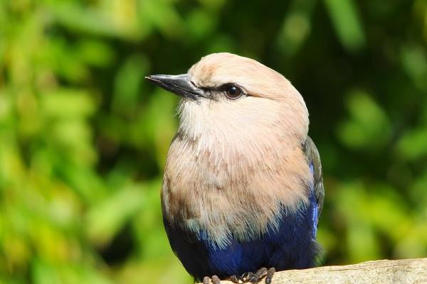 属兔取什么名字好 好听吉利宝宝名字