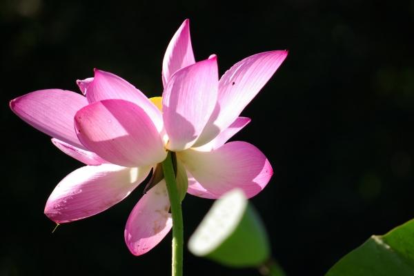 属兔出生年份 从五行看属兔人的性格