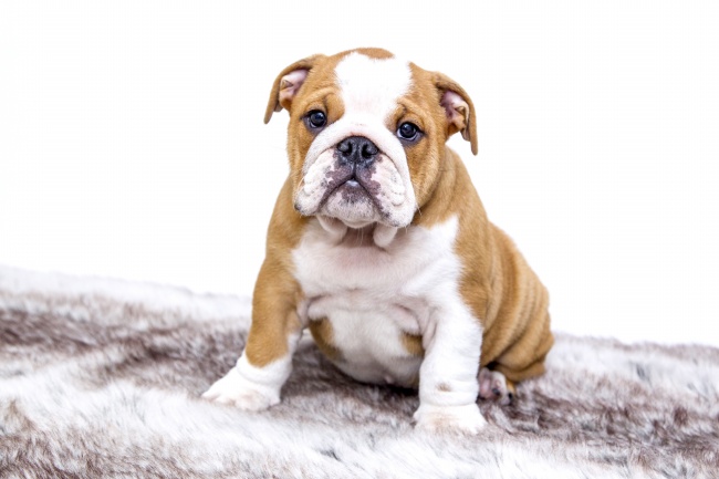 本命年生子是福还是祸  本命年怀孕的孕妇命运如何