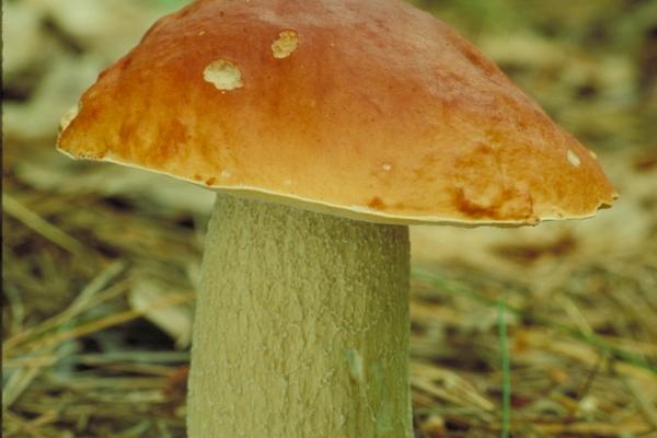 1996年的属鼠男27岁的命运,96年鼠2023年27岁运势如何