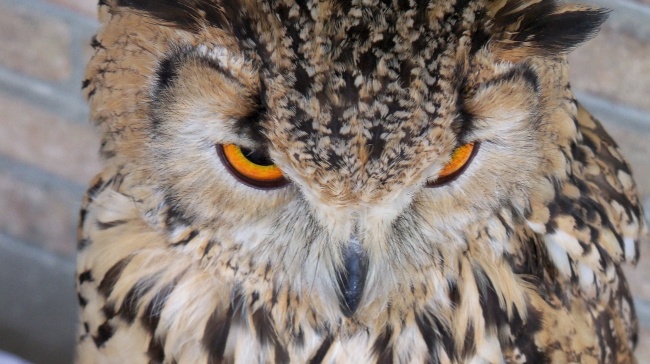 属羊的清明节当天出生的好吗，属羊人清明出生一生命运如何