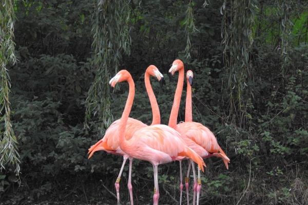 2023年属蛇人的全年运势女性1977,属蛇女2023年发展