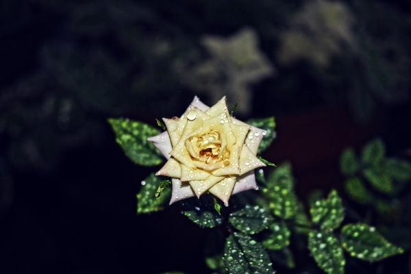 2023年越冷淡越爱你的生肖男 优越感十足