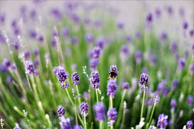 属猪的什么时辰出生最好 下午出生聪明伶俐