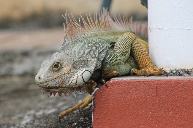 羊女不喜欢马男 生肖羊女和生肖马男在一起好不好