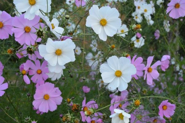 81年属鸡人42岁过七劫 怎么化解它