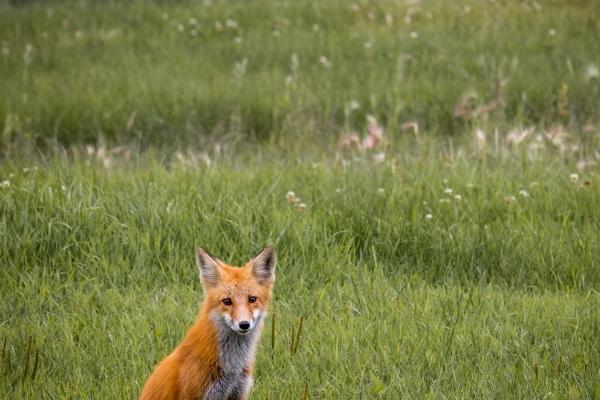 2023年鼠的旺运颜色 最吉利颜色