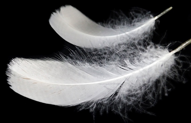 2023年夏至属什么 冲什么生肖