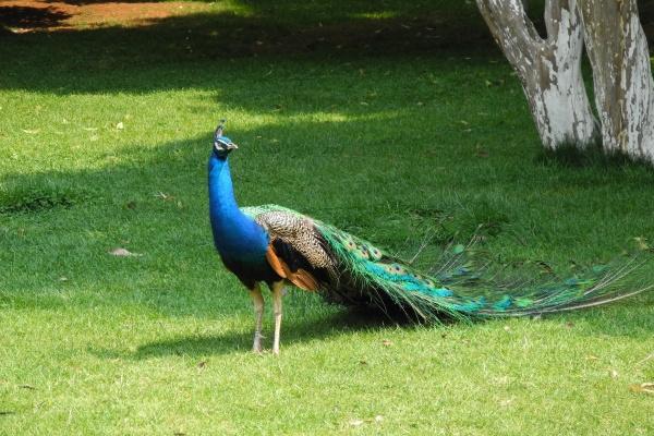 属虎的相克相害相冲和相合的属相是什么