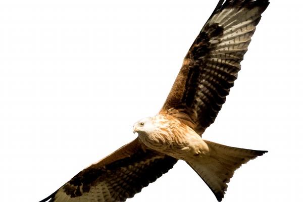 让属虎男着迷的生肖女 梦中情人是谁