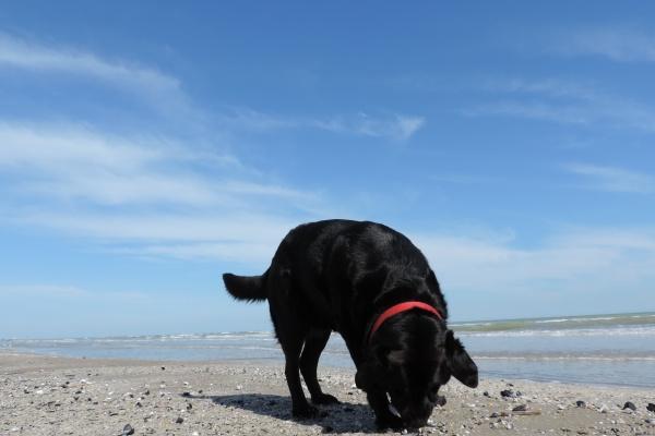 属龙2023年有大喜缠身,属龙人今年有什么喜事