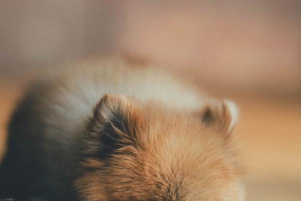 1993属鸡女2023年佩戴什么好,适合属鸡女的吉祥物