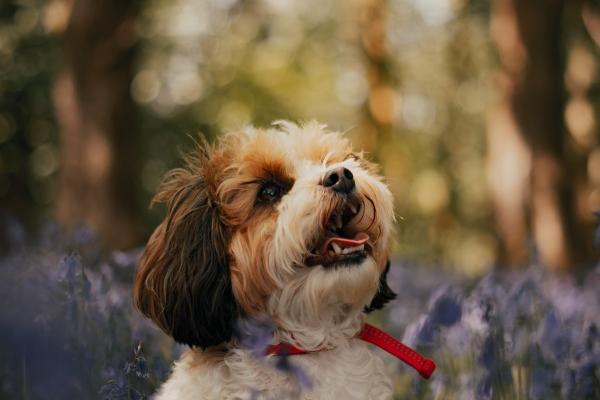 属虎女和属牛男的合不合 配对的建议