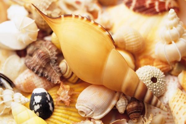 2023年小暑属什么 冲什么生肖