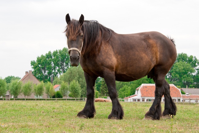 男马女猴婚配指数 男马女猴属相配吗